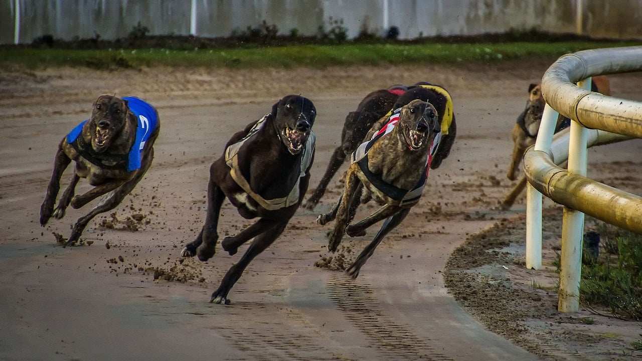 carreras de galgos apuestas